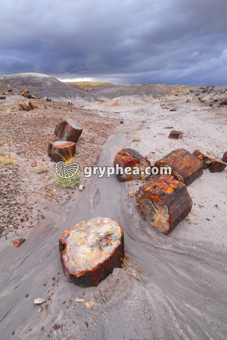 Tronc pétrifié (Petrified forest, AZ) - gryphea.com